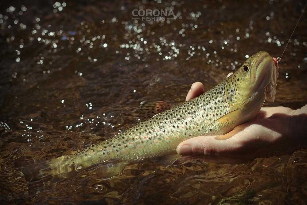 wędkarstwo skandynawia